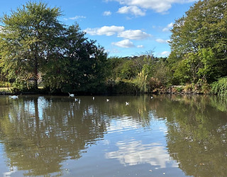 reflection of trees in water for reflection, calm, peace, etc....jpeg