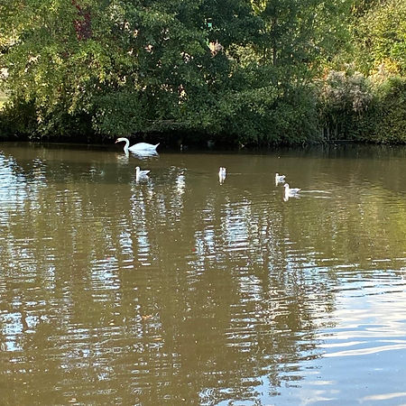 ducks showing peace, calm, etc.jpeg
