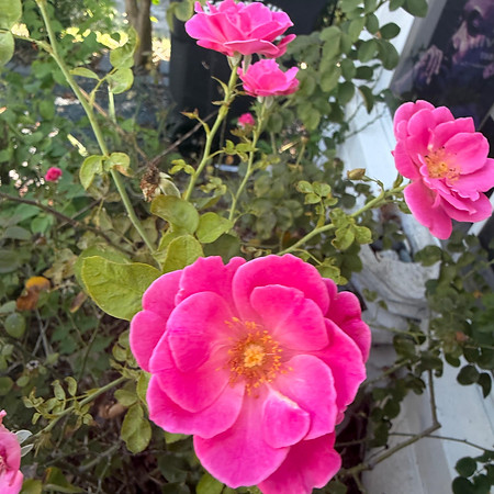 roses outside museum.jpeg