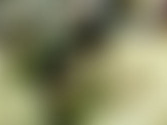 Yoga online para niños