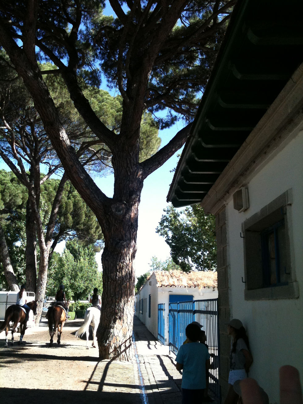 Arboles y caballos
