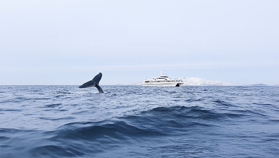 Whale safari watching tromso cruise service-2.jpg