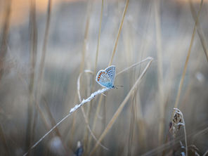 Understanding Depression