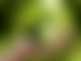 Hand holding a green Earth with leaves, against a blurred forest background. The image conveys a theme of environmental care.