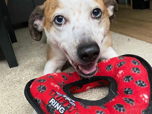 MyDogToy Dog Toys: Super-soft and highly durable plushie squeaker toys