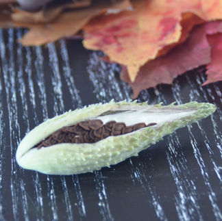 Harvesting Seeds from the Pod