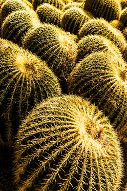 Boyce Thompson Desert Arboretum-39.jpg