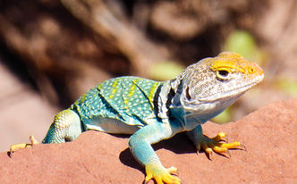 Collarded Lizard-135.jpg