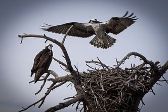 Osprey Nesting pair-281.jpg
