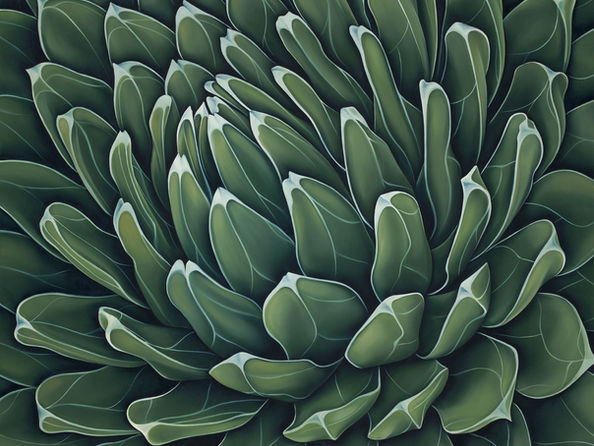 Queen Victoria Agave