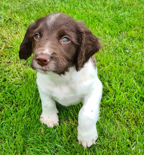 Planning for a new puppy