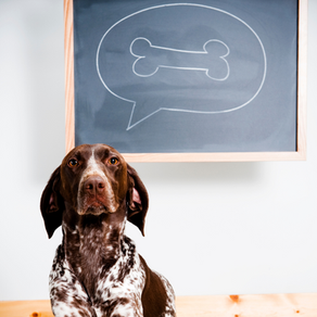 Mental stimulation for dogs