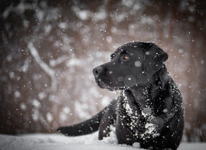 A black labrador in the snow