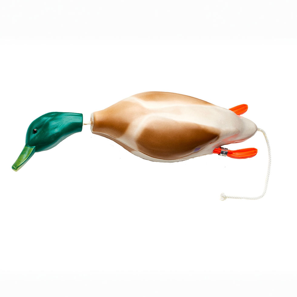 A mallard dokken against a white background