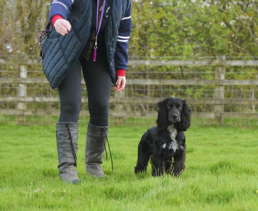 A black & white spaniel stood next to its handler.