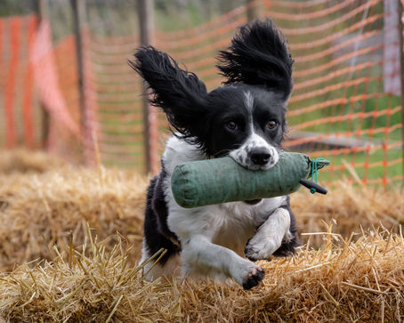 What is a scurry?