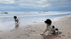 Two springer spaniels on a beach