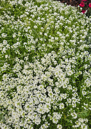 alyssum
