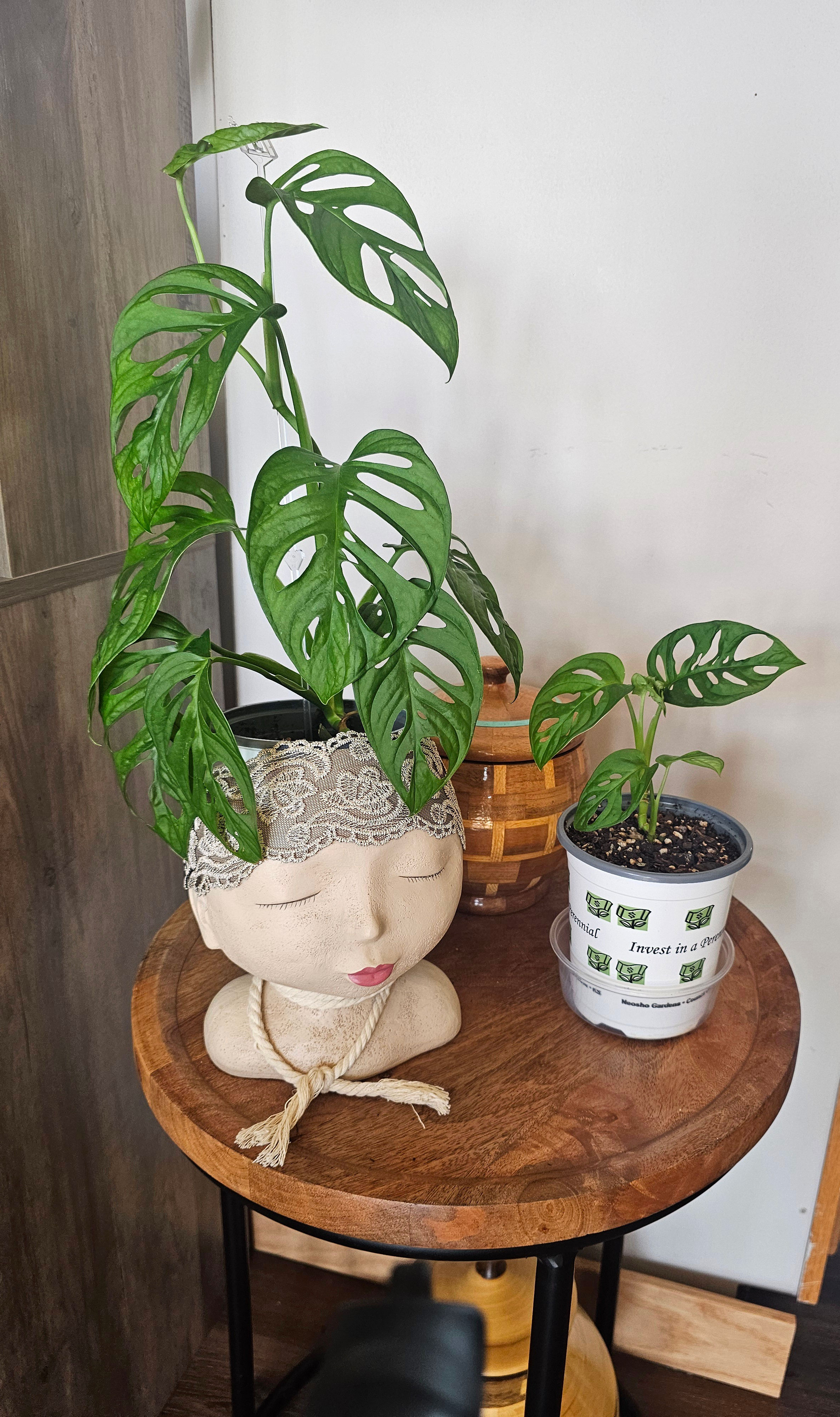 Monstera Adansonii (Swiss Cheese Monstera)