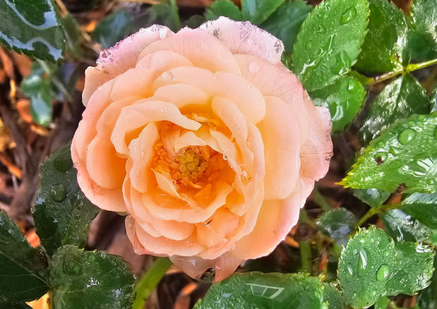 Apricot Drift rose