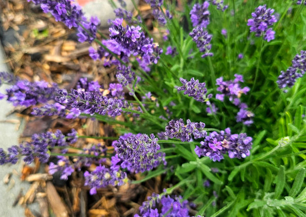 lavender