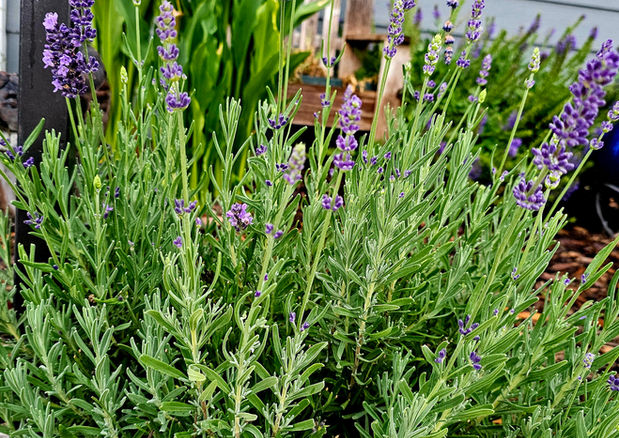 lavender