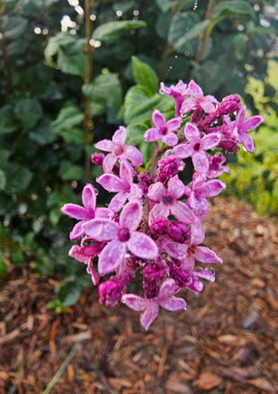 lilacs