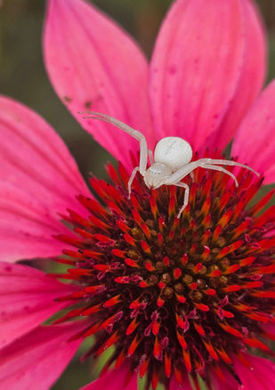 goldenrod crab spider on cone flower