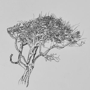 pen and ink drawing by Jacqui Parker
