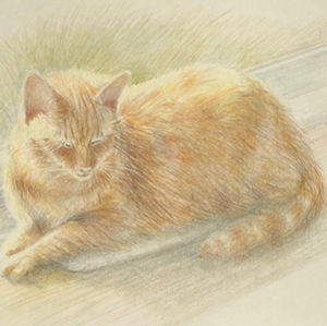 picture of a cat by Mary Harris