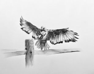 Drawing by Ben Stevenson