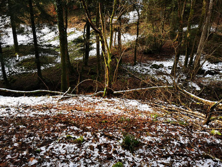 La forêt et le temps