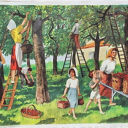 Affiche élocution Rossignol 07 cueillette des cerises (1).JPG