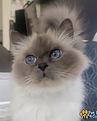 LogoLicious_20230508_145945.png