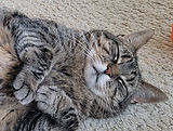 Cat relaxing at home during an in-home cat sitting visit