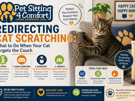 Tabby cat scratching couch beside scratching post with Pet Sitting 4 Comfort logo and cat scratching behavior tips