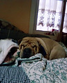 dogsleeping.jpg