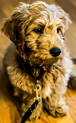 NJ Puppy Whisperer, Trusted Puppy Whisper