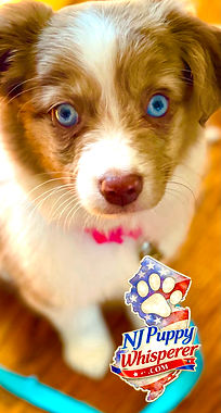 At-Home Dog Training NJ, In-Home Dog Training NJ