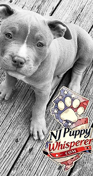 At-Home Dog Training NJ, In-Home Dog Training NJ