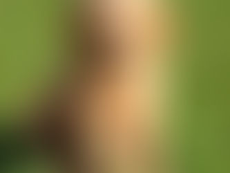 Why Choose Prodogk9's At-Home Training Serving all of Ocean and Monmouth Counties in New Jersey