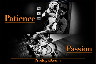 At-Home Dog Training NJ, In-Home Dog Training NJ