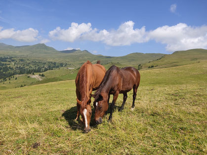 Weidendes Pferd auf der Bündner Alpwiese.