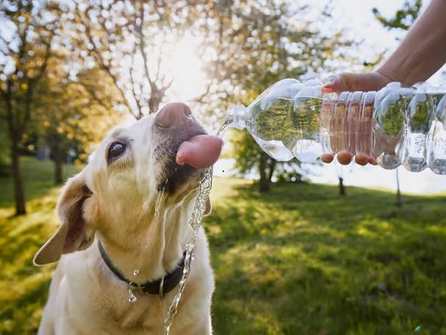 Village Vets issues Urgent Warning after treating fatal heat stroke cases during Ireland's Hot Weather Alert