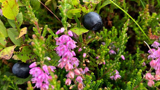 Have You Heard of Fraughan Sunday? Glendalough Distillery Celebrates Ireland's Ancient Wild Blueberry Harvest (with a Berry Collins Cocktail)