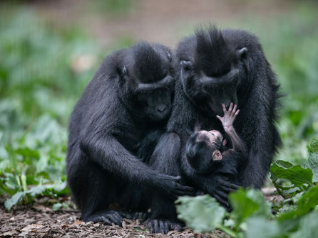 Tayto Park Announce Arrival of Baby Monkey, Just In Time For Zoo Walk 2022 Re-Opening!