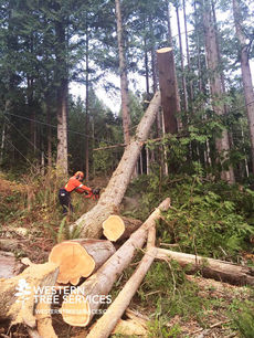 western-tree-services-residential-commercial-4.jpg
