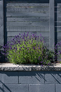 Vibrant purple lavender bush on stone ledge against dark wooden fence.