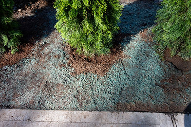 Green hydroseed mixture applied to soil under evergreen bushes by curb.
