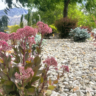 Pink sedum flowers blooming in a gravel garden